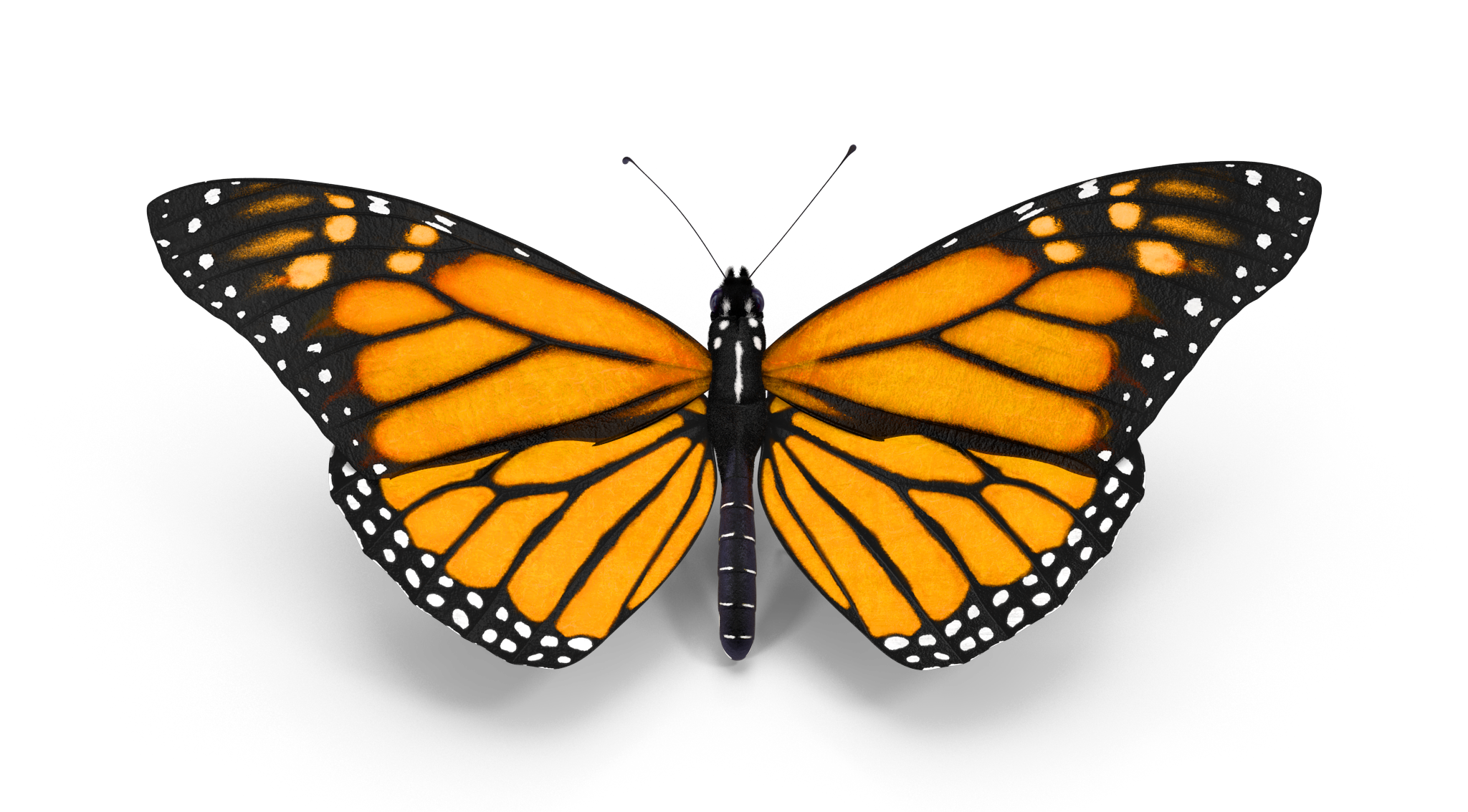FARFALLA2